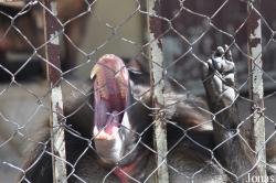 Lion Zoo