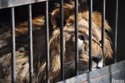 Lion Zoo