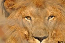Panthera leo roosevelti