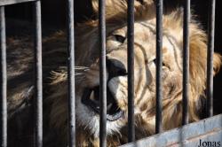 Lion Zoo
