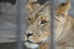 Lion Zoo