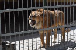 Lion Zoo