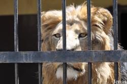 Lion Zoo
