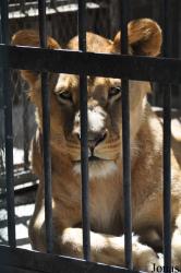 Lion Zoo