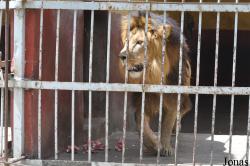 Lion Zoo