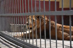 Lion Zoo