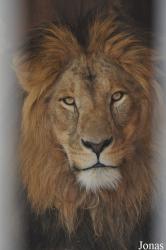 Lion Zoo
