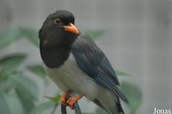Urocissa erythroryncha