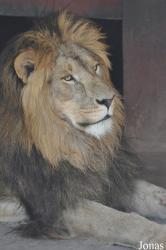 Lion Zoo
