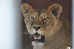 Lion Zoo
