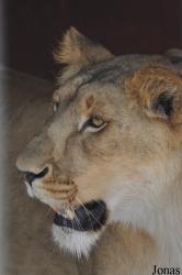 Lion Zoo
