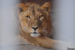Lion Zoo