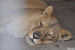 Lion Zoo