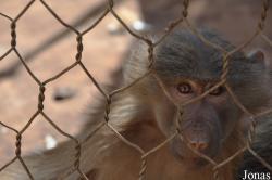 Ensessakotteh Wildlife Rescue, Conservation and Education Centre