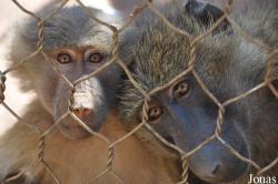 Ensessakotteh Wildlife Rescue, Conservation and Education Centre