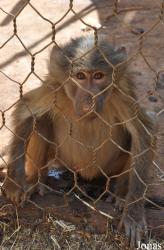 Ensessakotteh Wildlife Rescue, Conservation and Education Centre