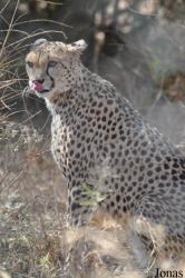 Ensessakotteh Wildlife Rescue, Conservation and Education Centre