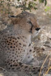 Ensessakotteh Wildlife Rescue, Conservation and Education Centre