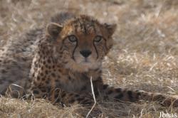 Ensessakotteh Wildlife Rescue, Conservation and Education Centre
