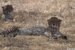 Ensessakotteh Wildlife Rescue, Conservation and Education Centre
