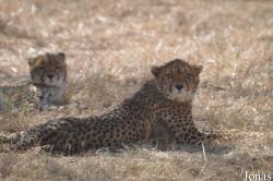 Ensessakotteh Wildlife Rescue, Conservation and Education Centre
