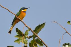 Merops variegatus