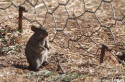 Arvicanthis abyssinicus