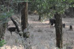 Tragelaphus scriptus meneliki