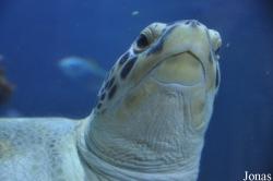 Sea Life Timmendorfer Strand