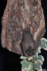 Noctalis