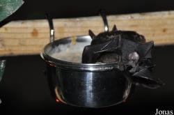 Noctalis