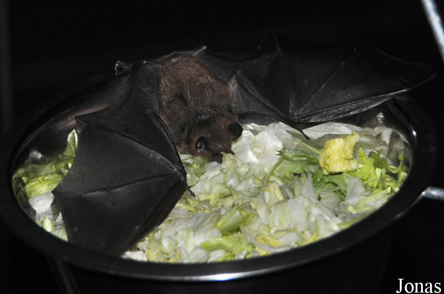 Noctalis
