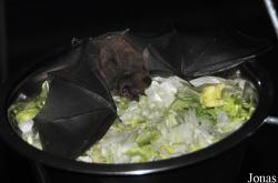 Noctalis
