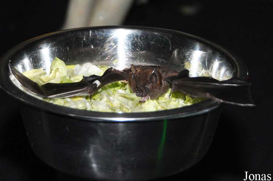 Noctalis