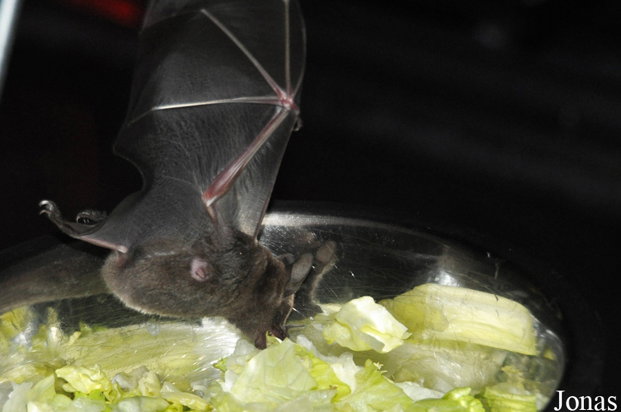 Noctalis