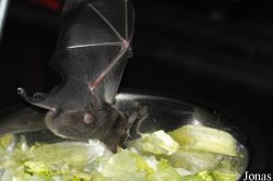 Noctalis