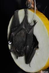 Noctalis