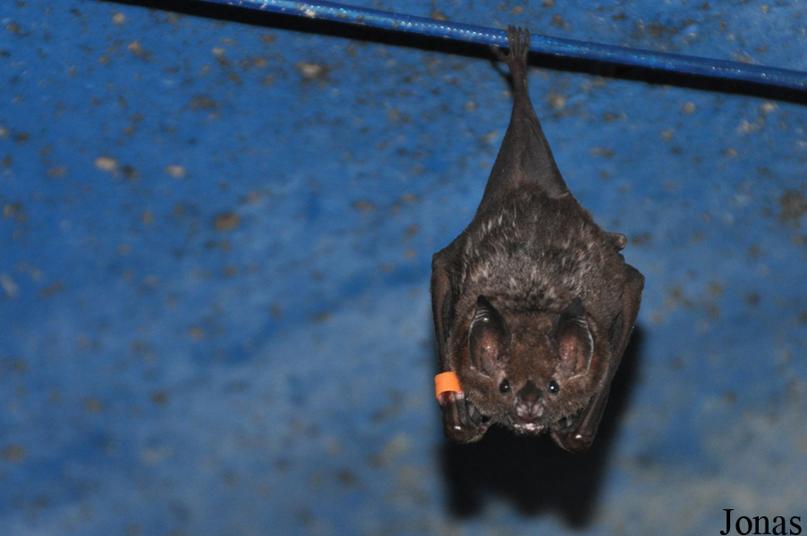 Noctalis