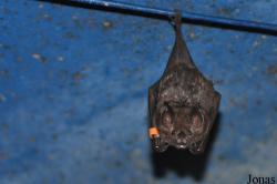 Noctalis