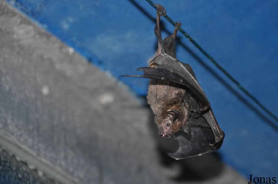 Noctalis