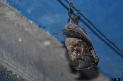 Noctalis