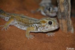 Teratoscincus scincus