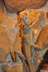 Terarium Praha
