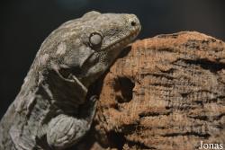Diplodactylidae