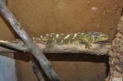 Terarium Praha