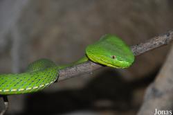 Viridovipera vogeli