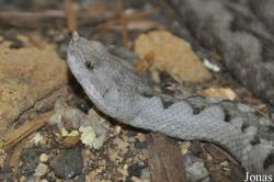Vipera ammodytes gregorwallneri