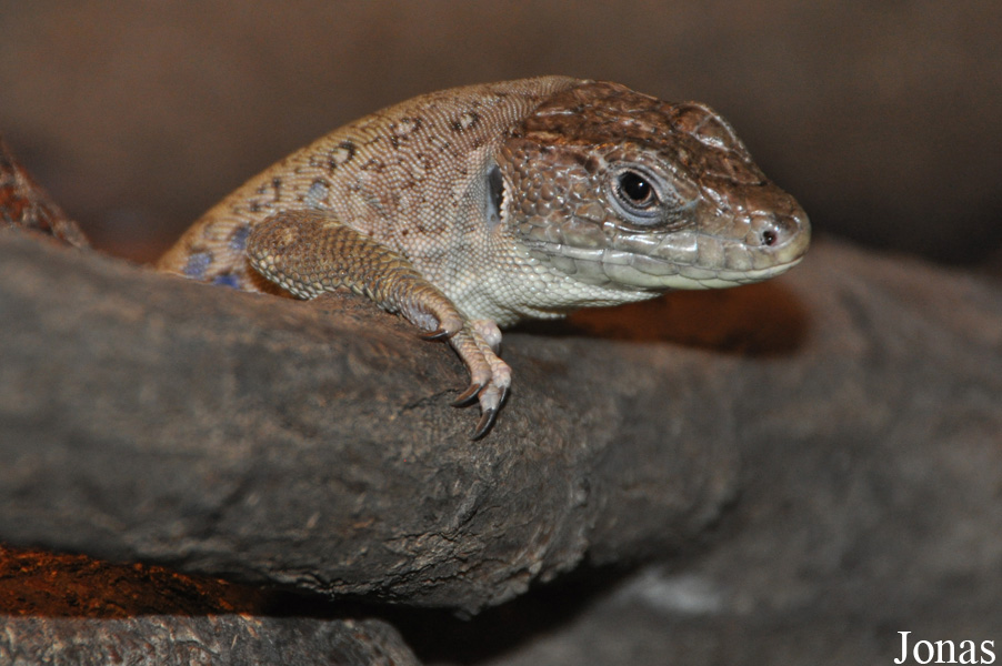Terarium Praha