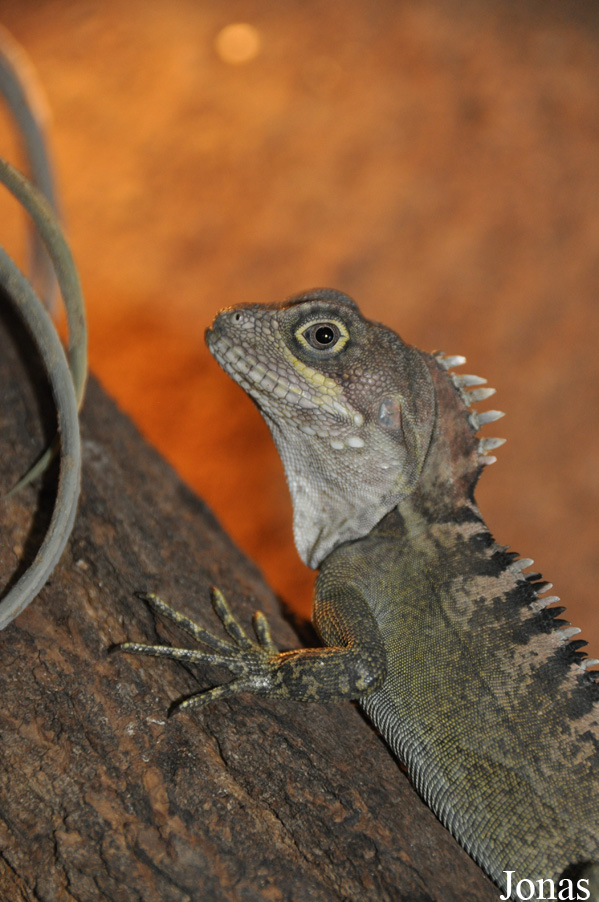 Terarium Praha