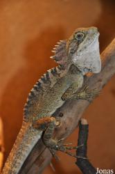 Terarium Praha